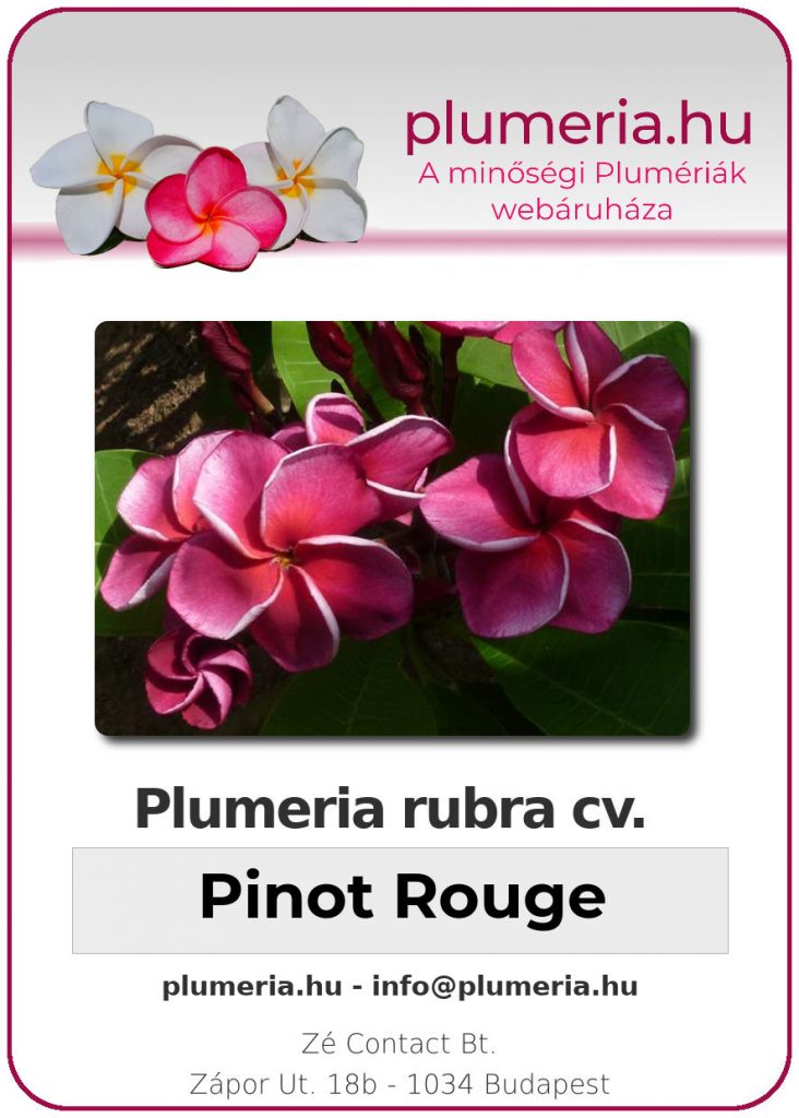 Plumeria rubra "Pinot Rouge"