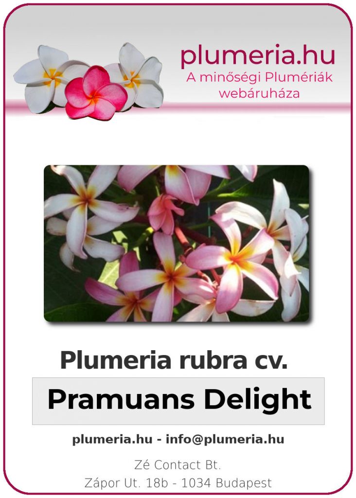 Plumeria rubra "Pramuans Delight"