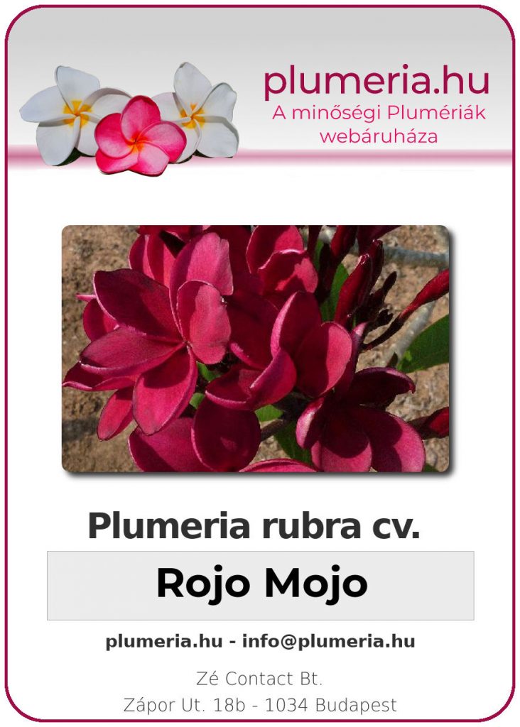 Plumeria rubra "Rojo Mojo"