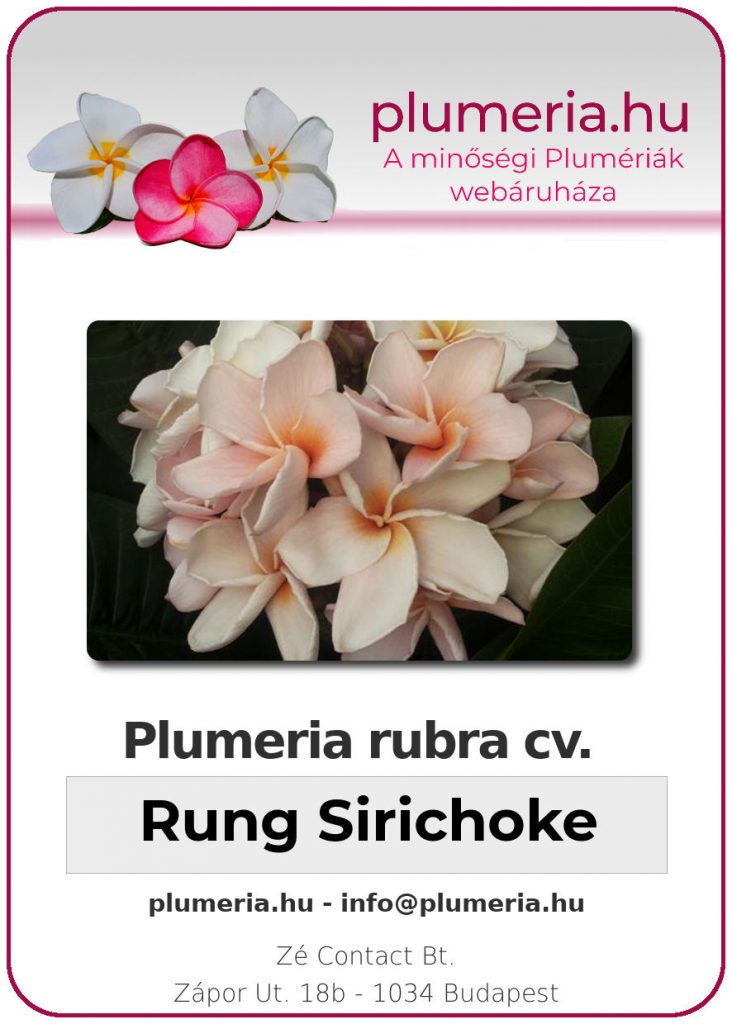 Plumeria rubra "Rung Sirichoke"