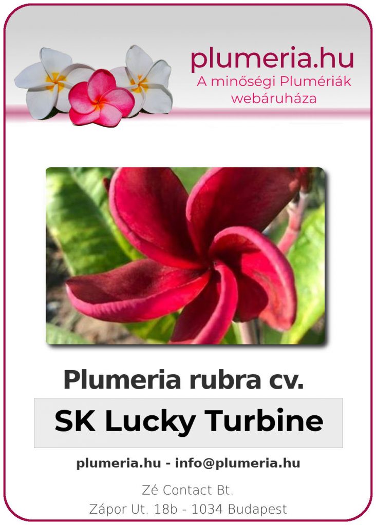 Plumeria rubra "SK Lucky Turbine"