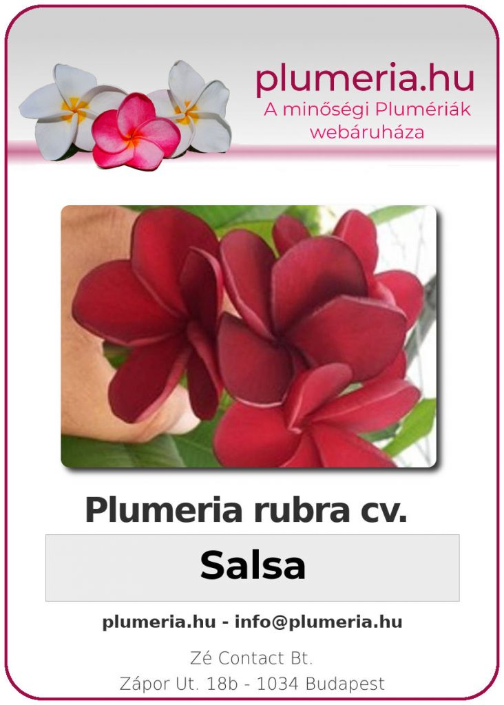 Plumeria rubra "Salsa"