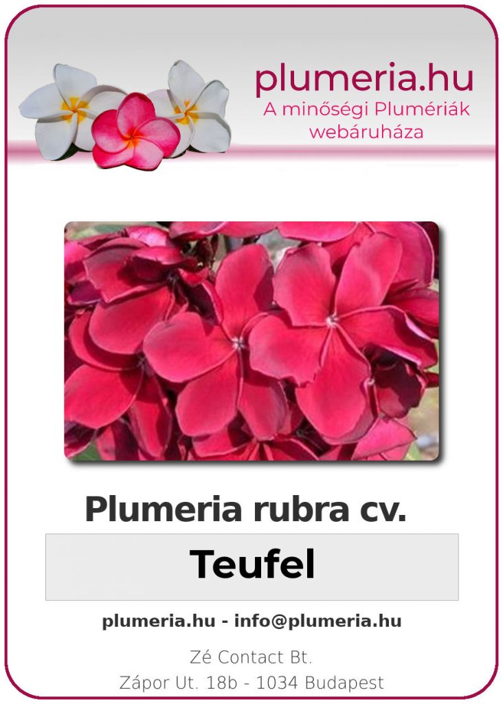 Plumeria rubra "Teufel"