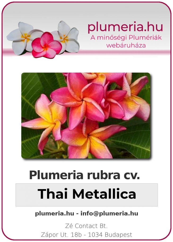 Plumeria rubra "Thai Metallica" - kopasz gyökér