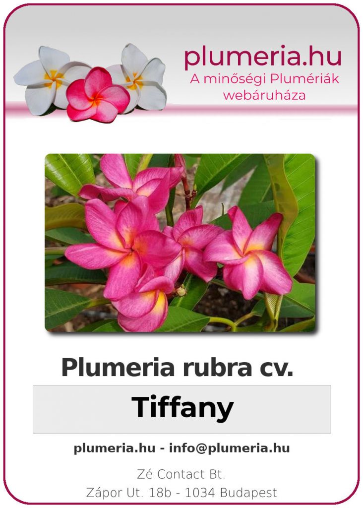 Plumeria rubra "Tiffany"