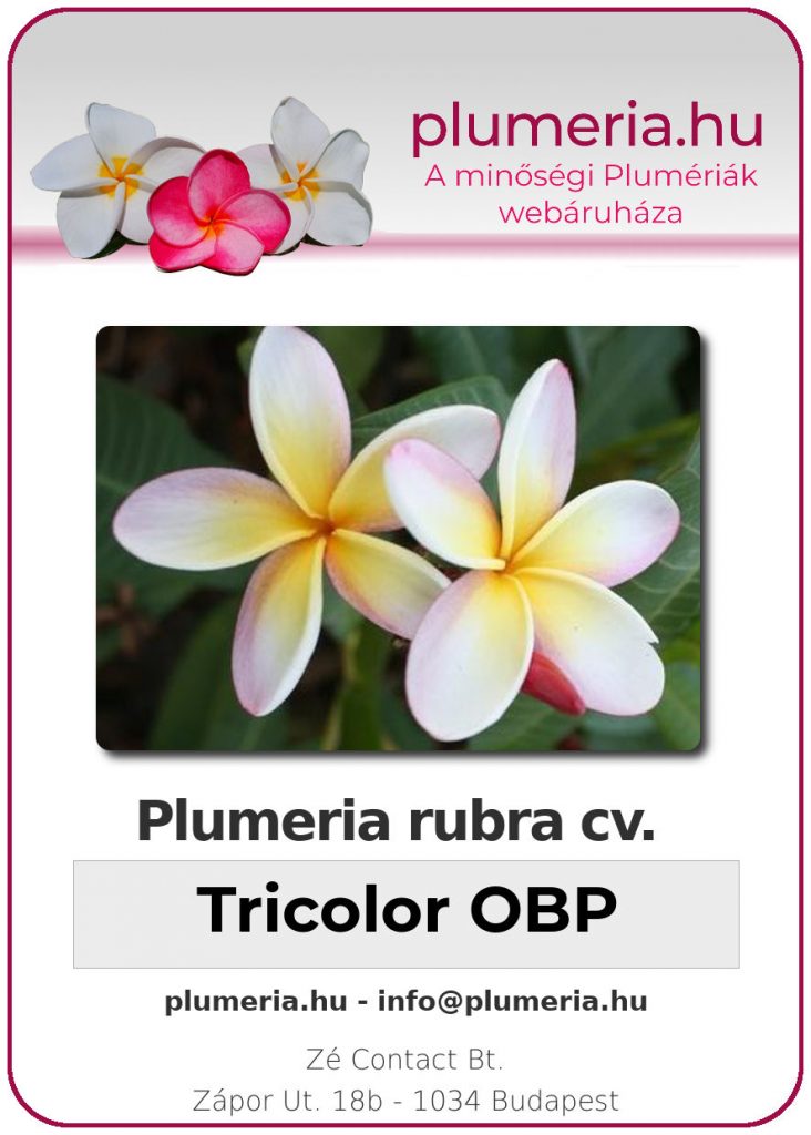 Plumeria rubra "Tricolor OBP"