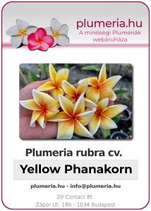 Plumeria rubra - "Yellow Phanakorn"