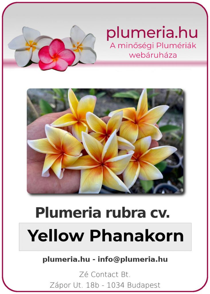Plumeria rubra "Yellow Phanakorn"