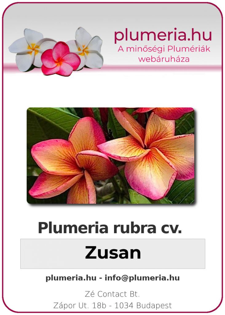 Plumeria rubra "Zusan"
