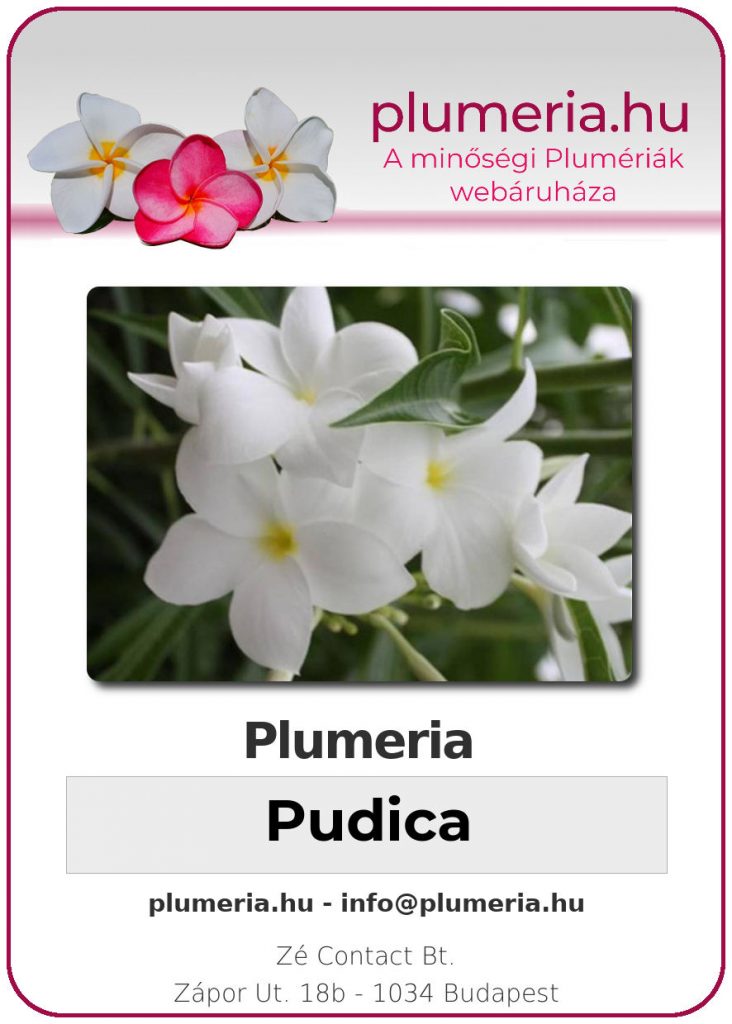 Plumeria Pudica