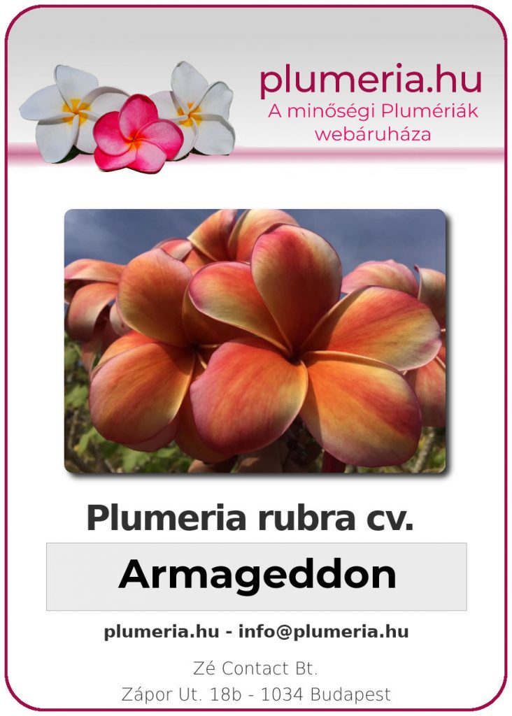Plumeria rubra "Armageddon"