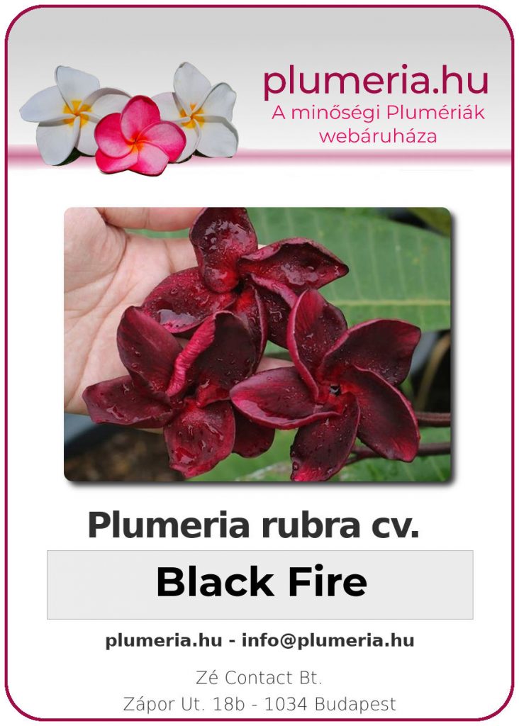 Plumeria rubra "Black Fire"