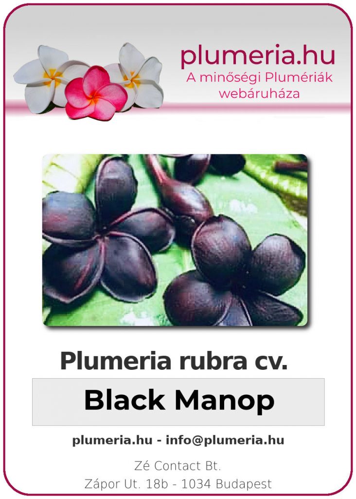 Plumeria rubra "Black Manop"