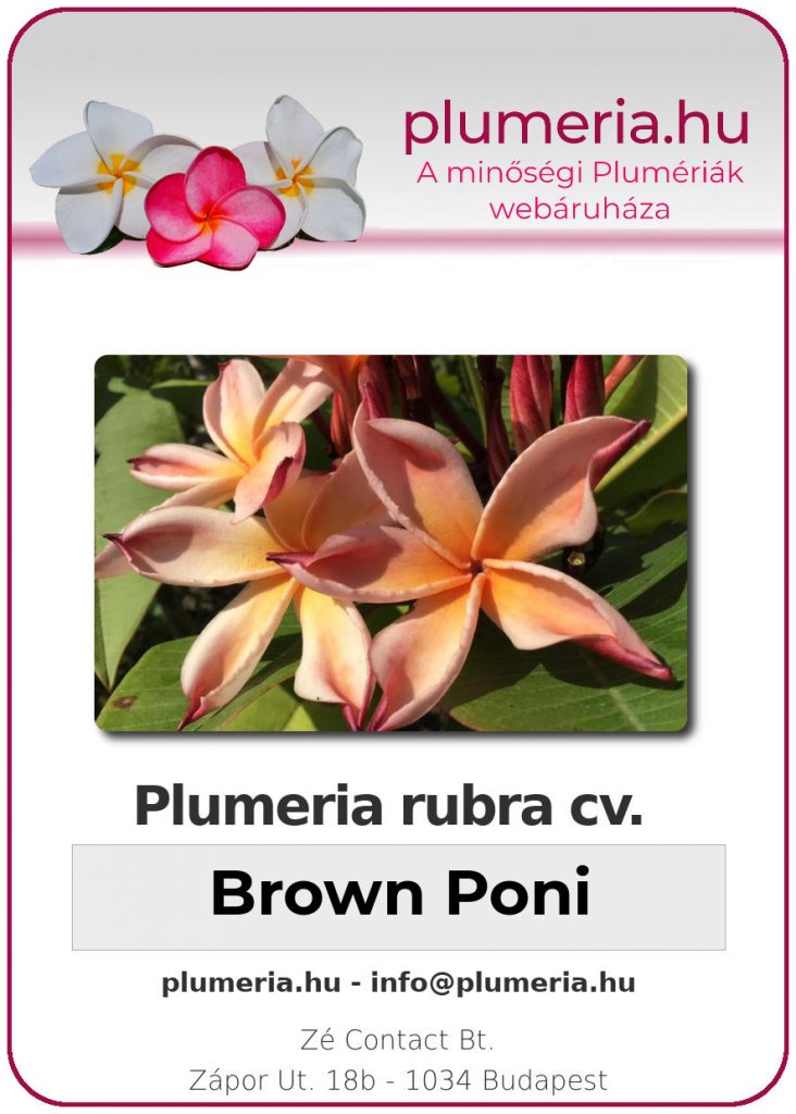 Plumeria rubra "Brown Poni"