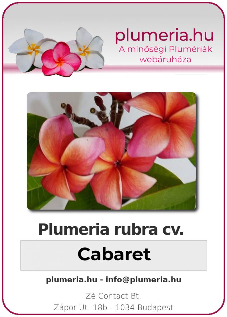 Plumeria rubra "Cabaret"