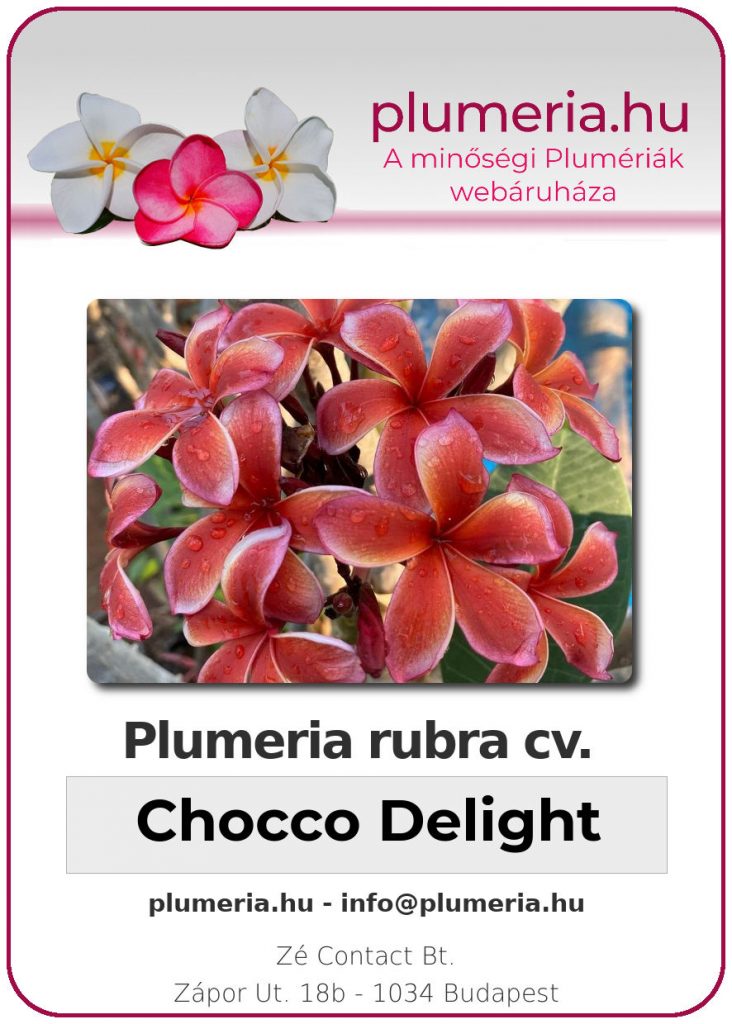 Plumeria rubra "Chocco Delight"