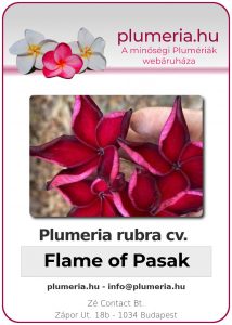 Plumeria rubra - "Flame of Pasak"