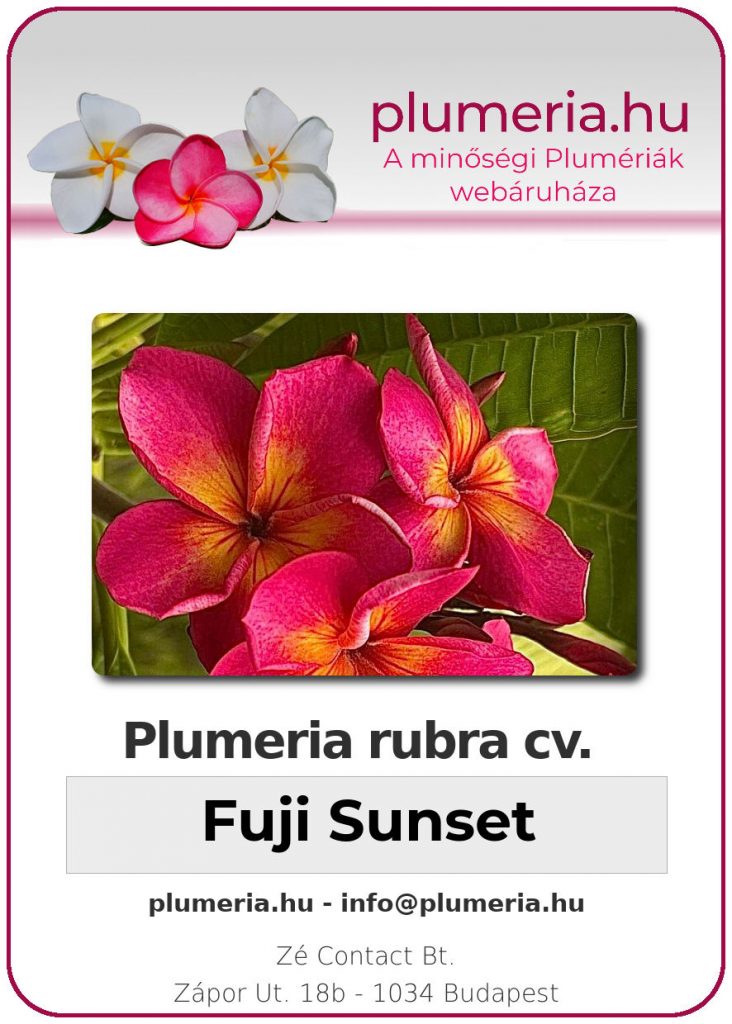 Plumeria rubra "Fuji Sunset"