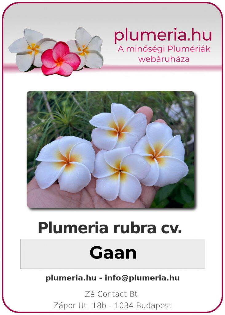 Plumeria  "Gaan"