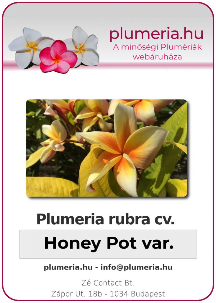 Plumeria rubra "Honey Pot variegated"