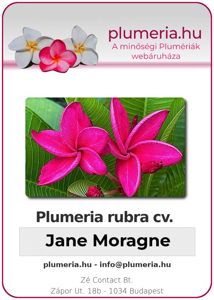 Plumeria rubra "Jane Moragne"