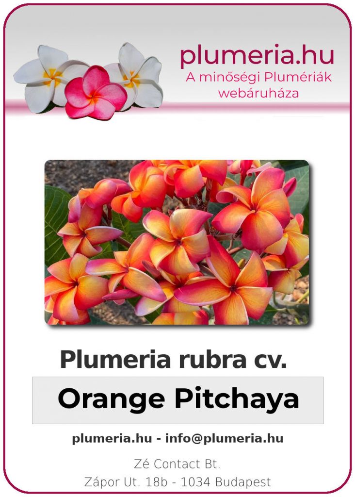 Plumeria rubra "Orange Pitchaya"