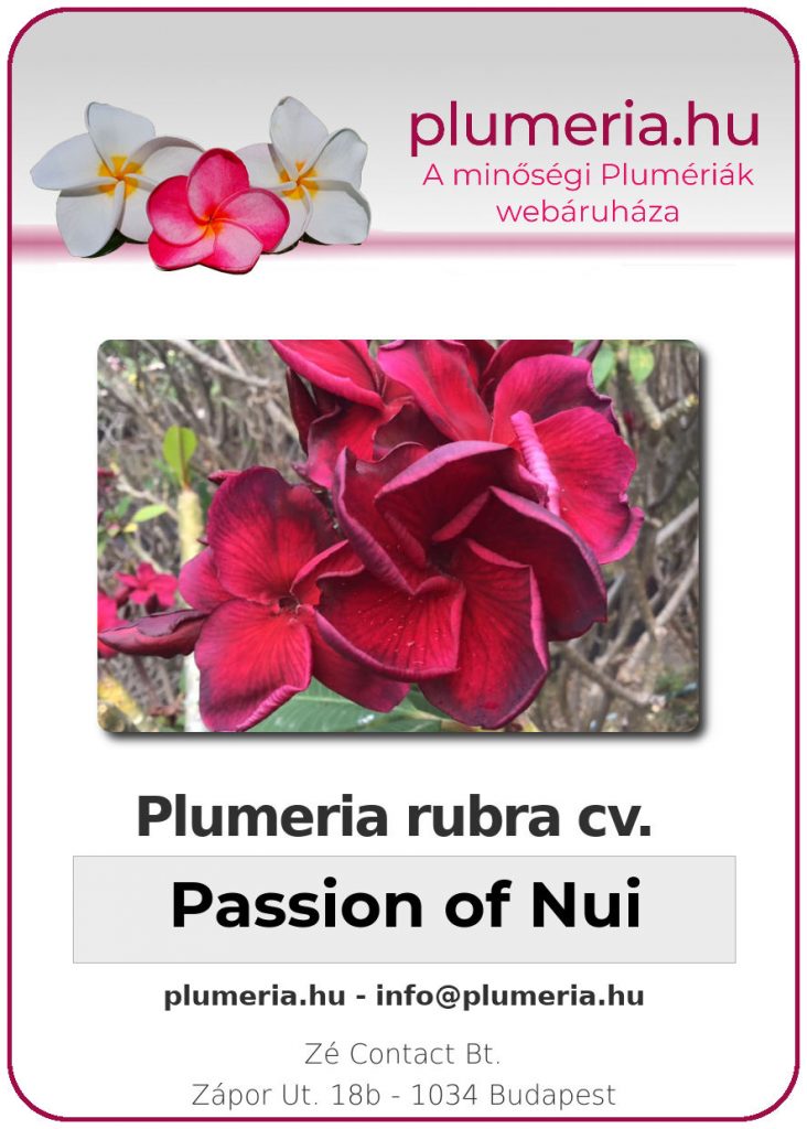Plumeria rubra "Passion of Nui"