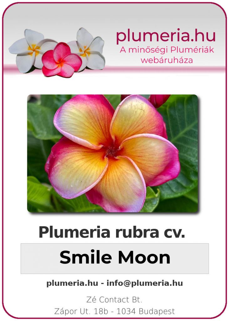 Plumeria rubra "Smile Moon"