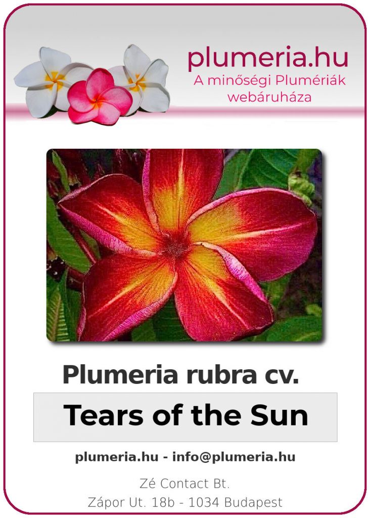 Plumeria rubra "Tears of the Sun"