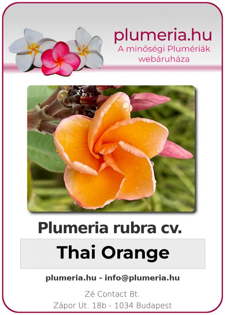 Plumeria rubra "Thai Orange"