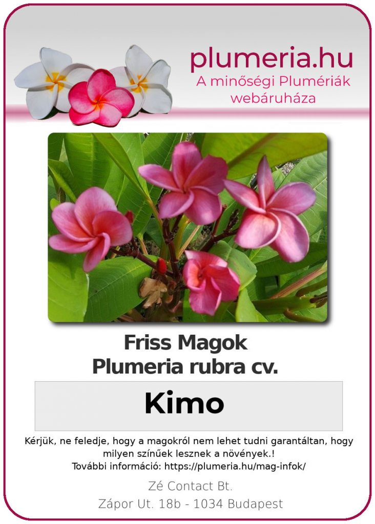 Plumeria rubra "Kimo"