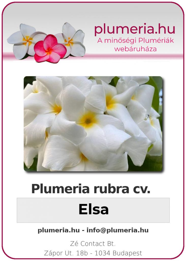Plumeria rubra "Elsa"