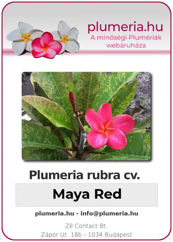 Plumeria rubra variegated "Maya Red" - kopasz gyökér