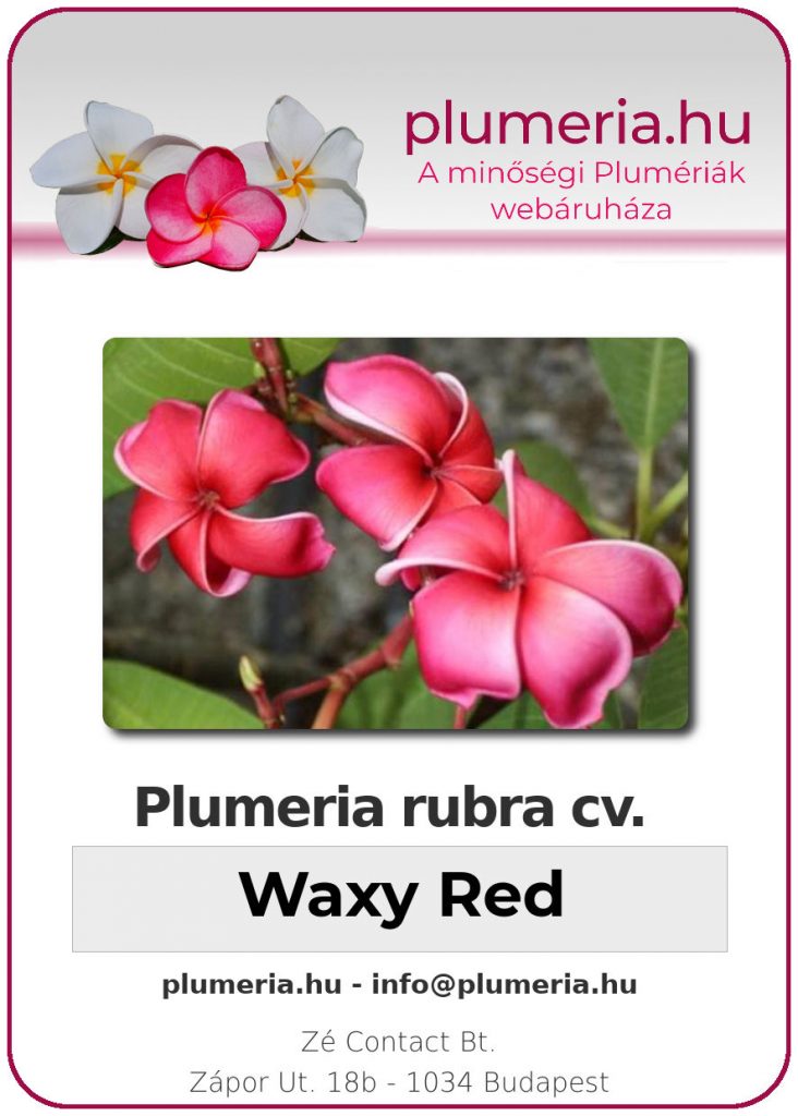 Plumeria rubra "Waxy Red"