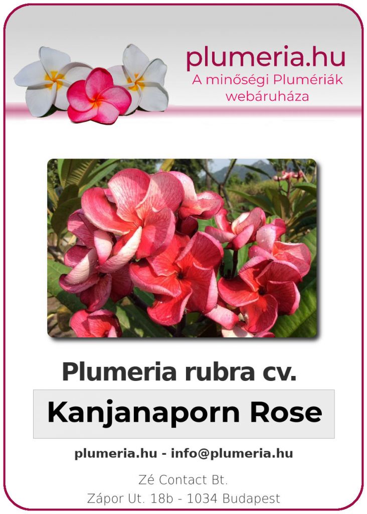 Plumeria rubra "Kanjanaporn Rose"
