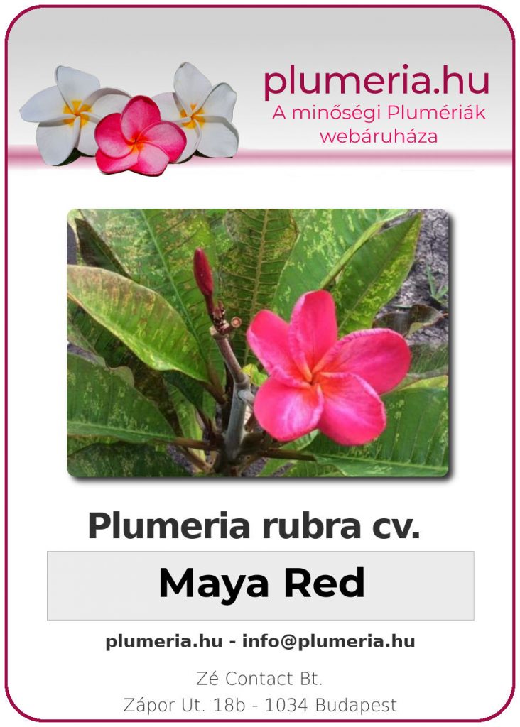 Plumeria rubra "Maya Red"