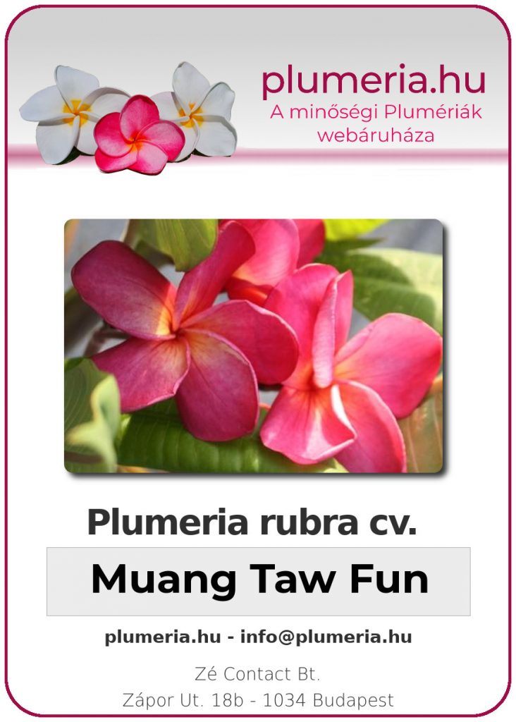Plumeria rubra "Muang Taw Fun"