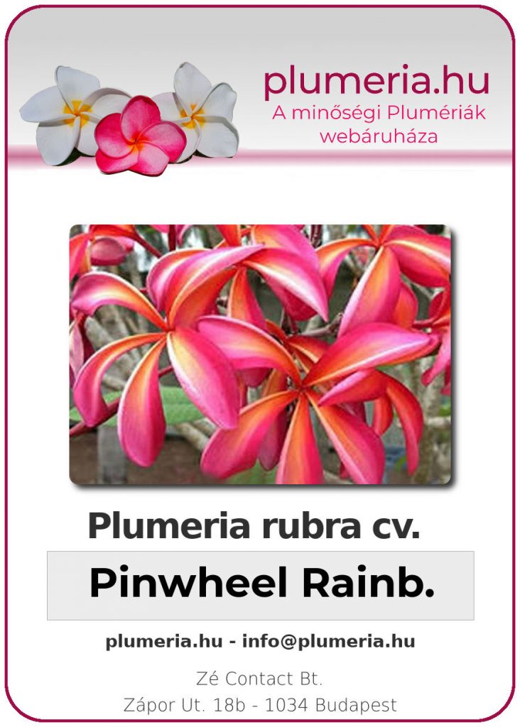 Plumeria rubra "Pinwheel Rainbow"- "Teresa Wilder"
