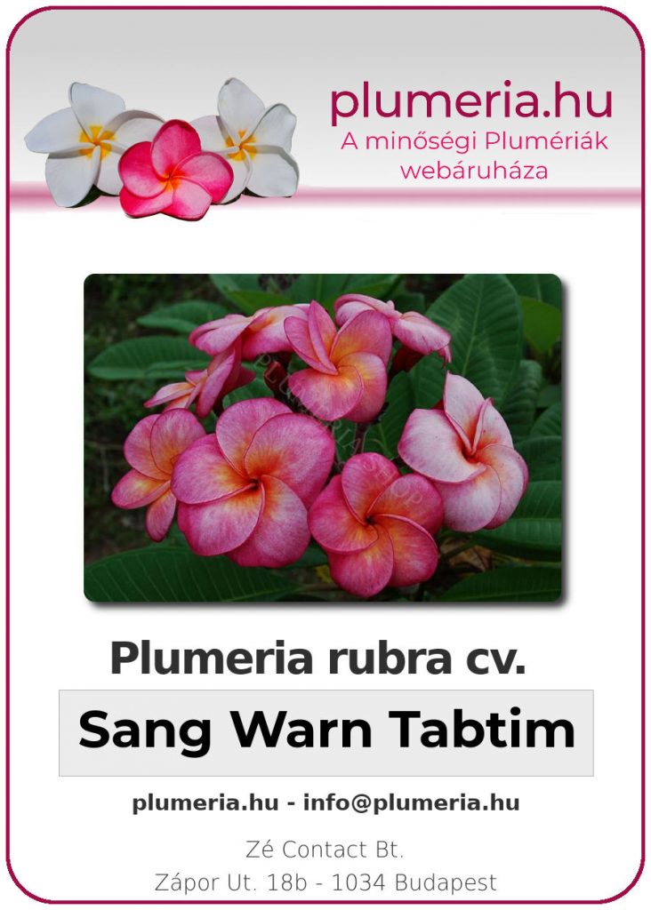 Plumeria rubra "Sang Warn Tabtim"- "Super Round"