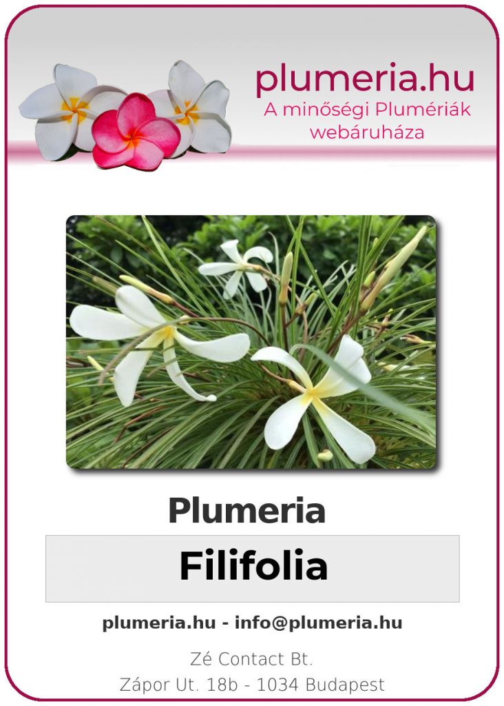 Plumeria Filifolia