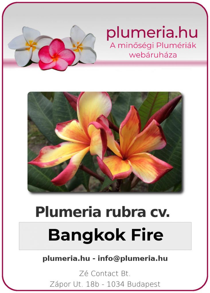 Plumeria rubra "Bangkok Fire"