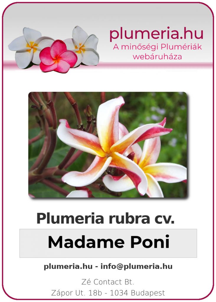 Plumeria rubra "Madame Poni"