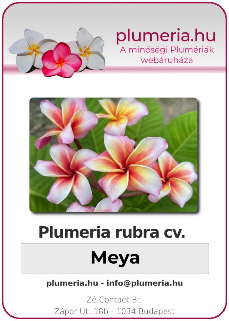Plumeria rubra "Meya"
