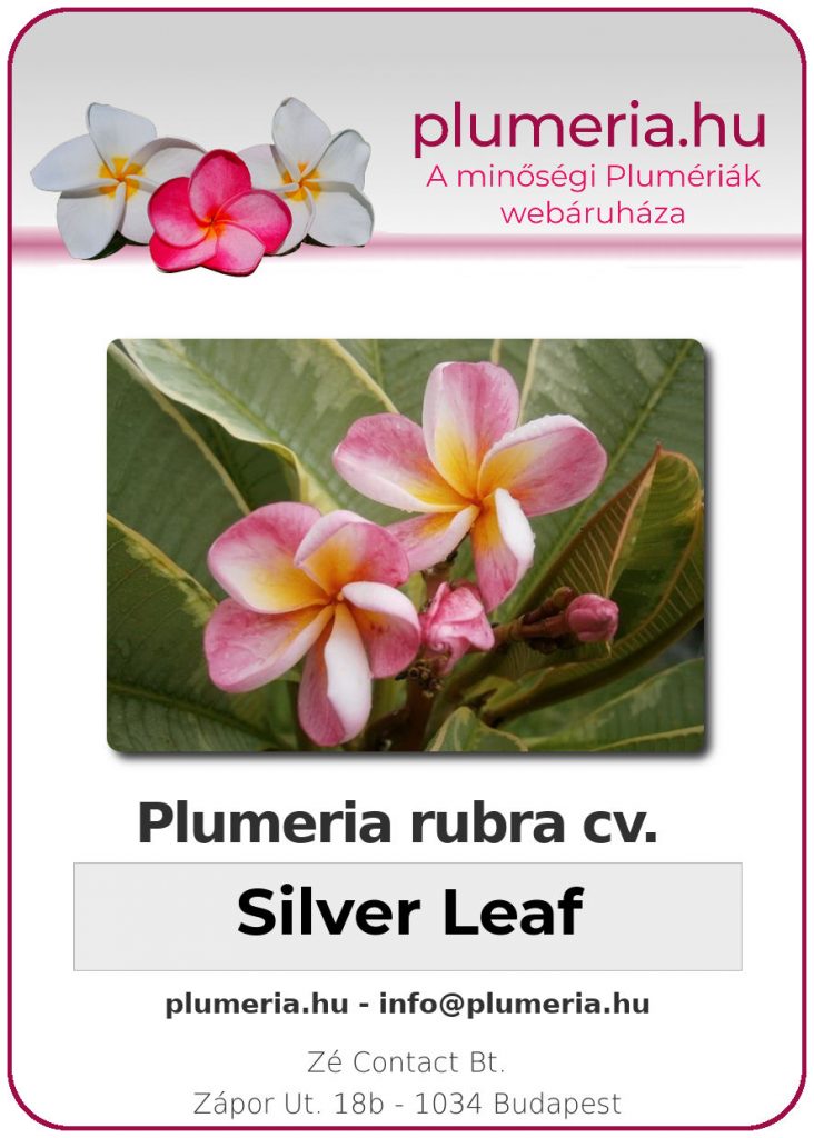 Plumeria rubra "Silver Leaf"