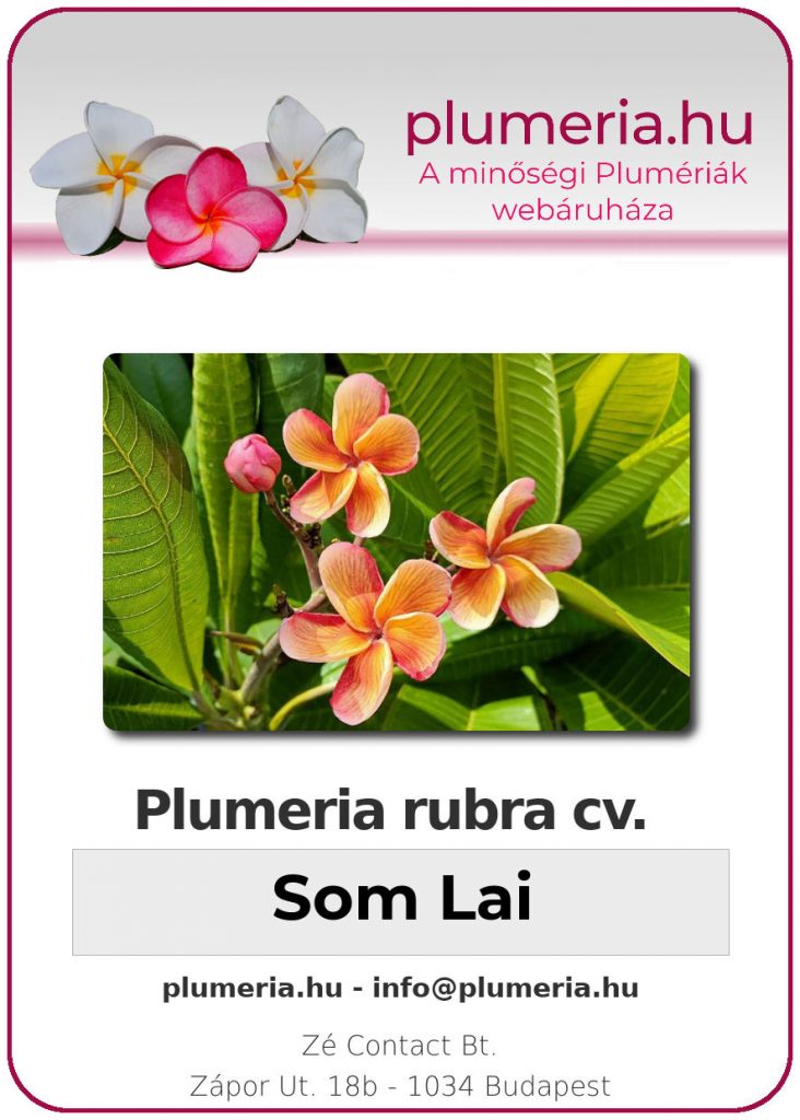 Plumeria rubra "Som Lai"