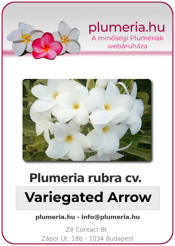 Plumeria rubra "Variegated Arrow"