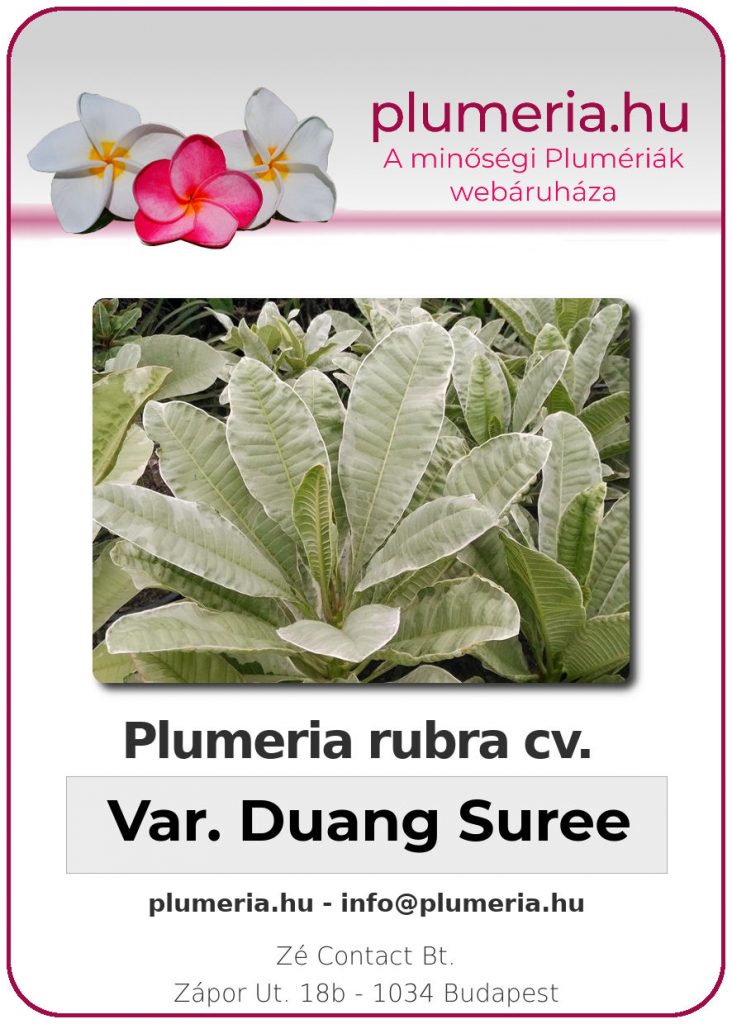 Plumeria rubra "variegated Duang Suree"
