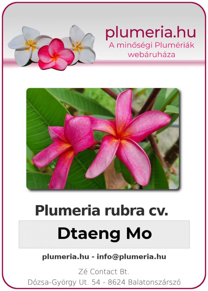 Plumeria rubra "Dtaeng Mo"