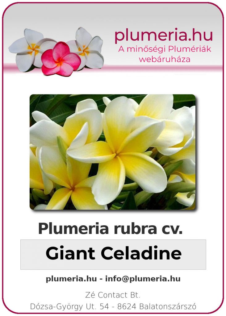 Plumeria rubra "Giant Celadine" - dugvány