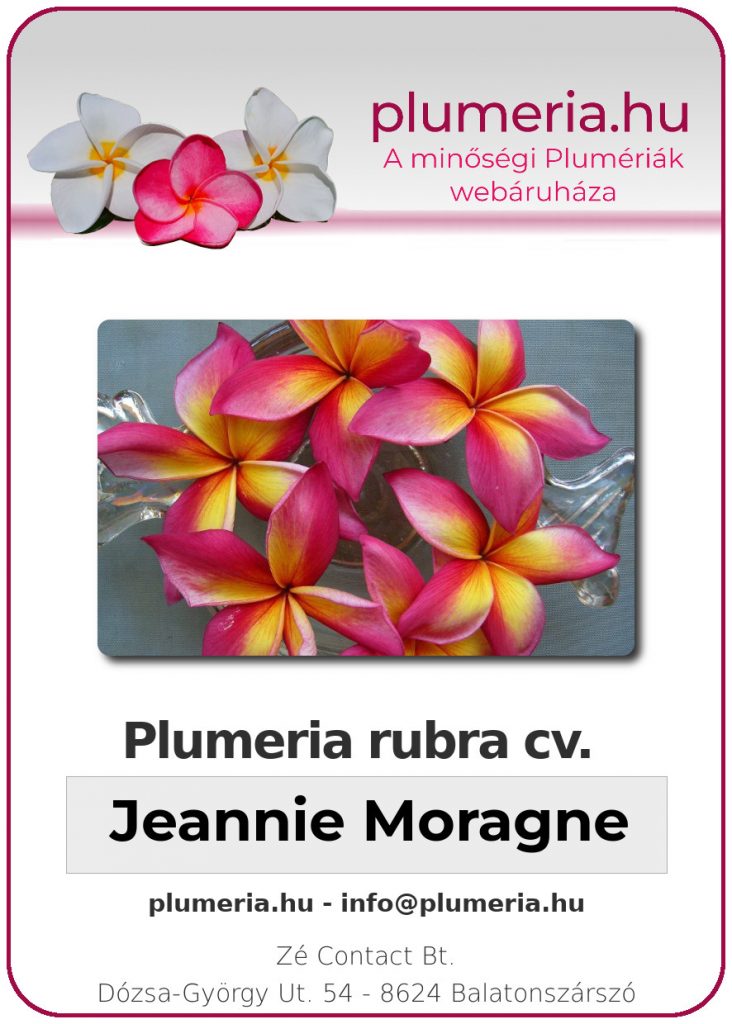 Plumeria rubra "Jeannie Moragne" - dugvány